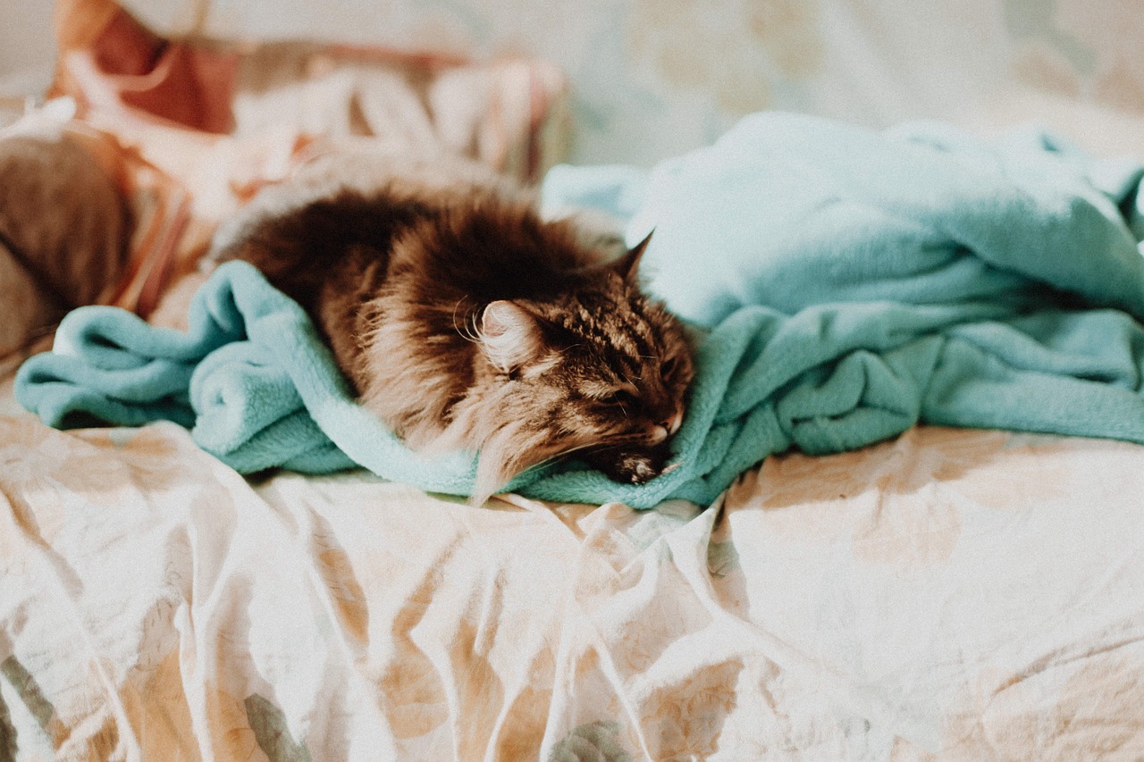 猫咪软件官网最新版本，揭秘其魅力与独特特点