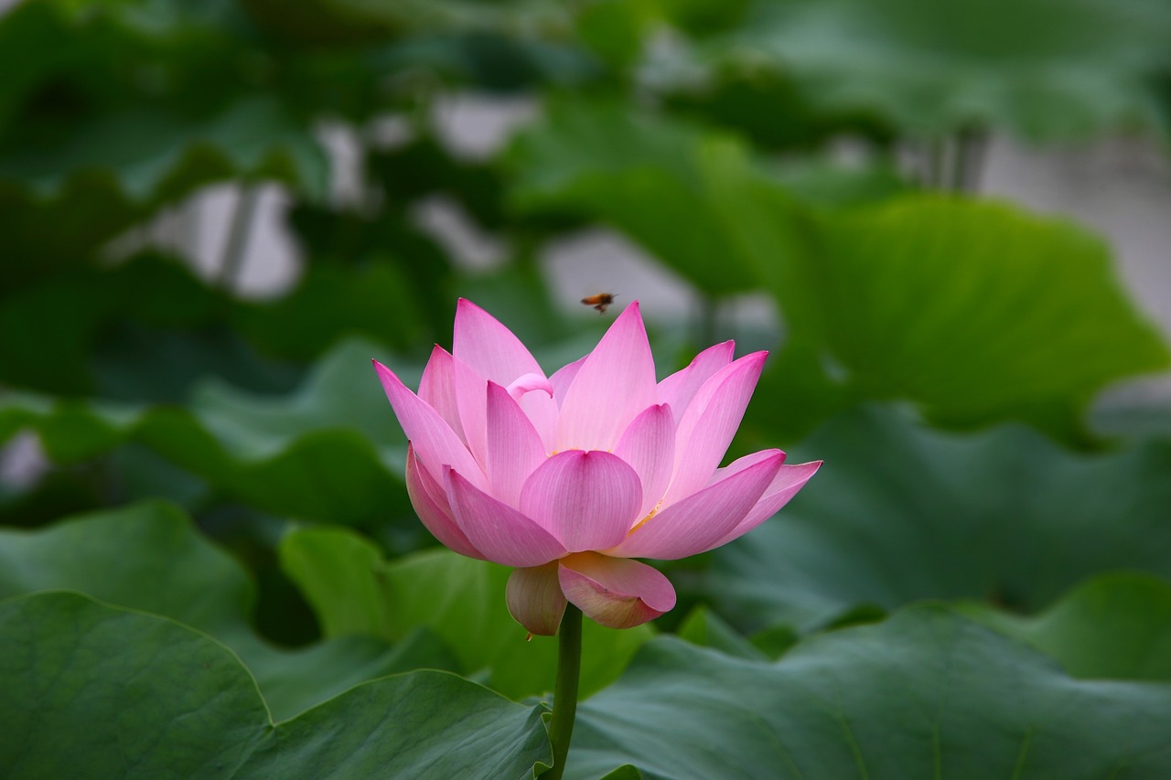 公庄山水花园未来蓝图揭秘，最新动态与美丽篇章的展望