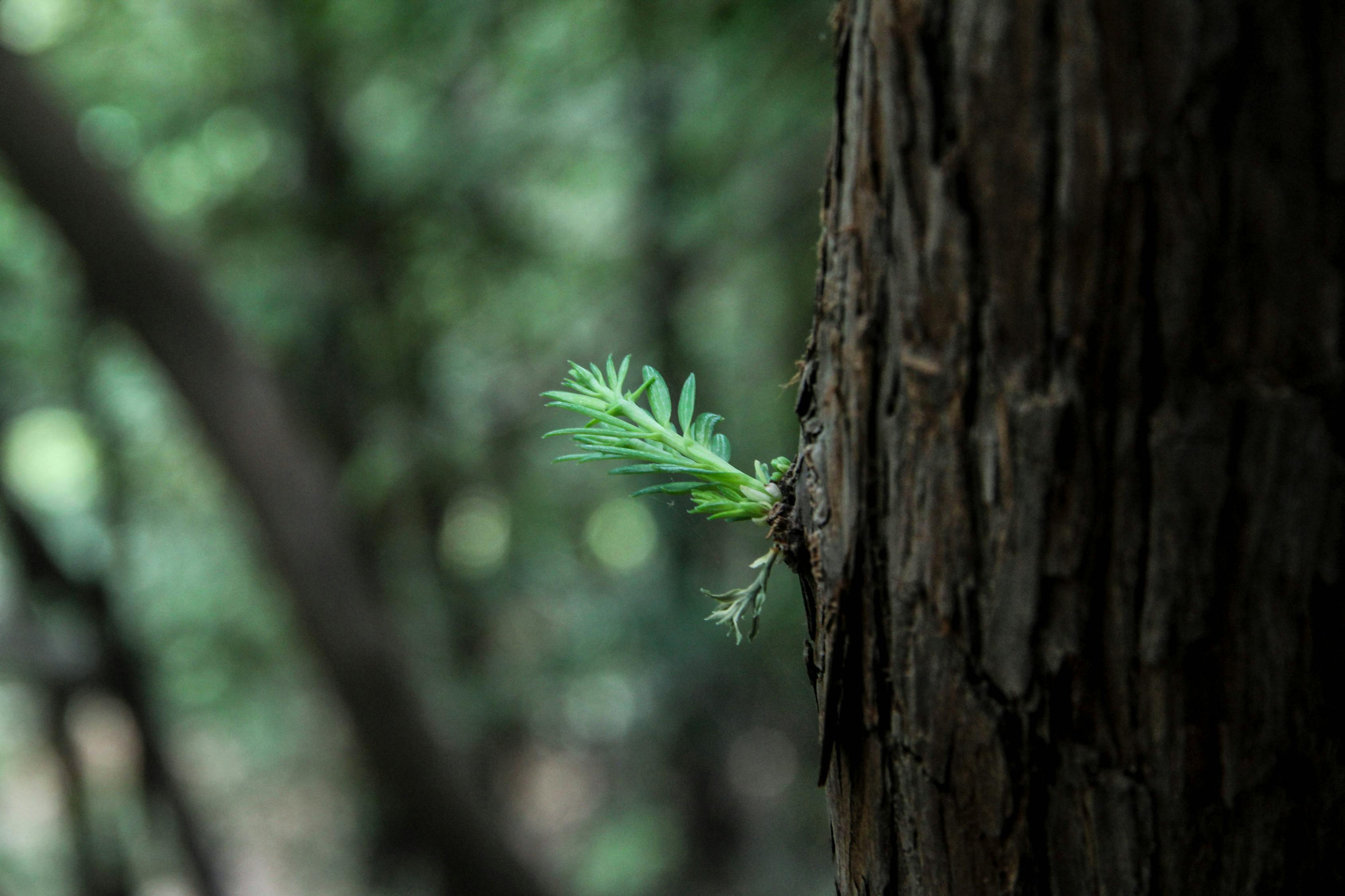 小山竹最新视频，自然与生活的魅力探索之旅